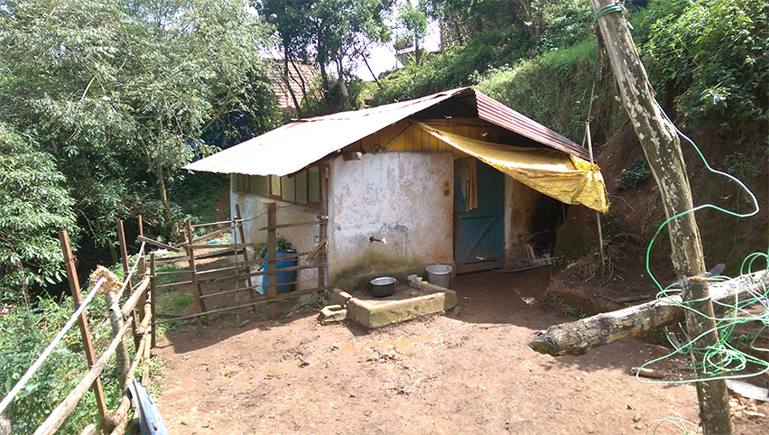 Karuna cow