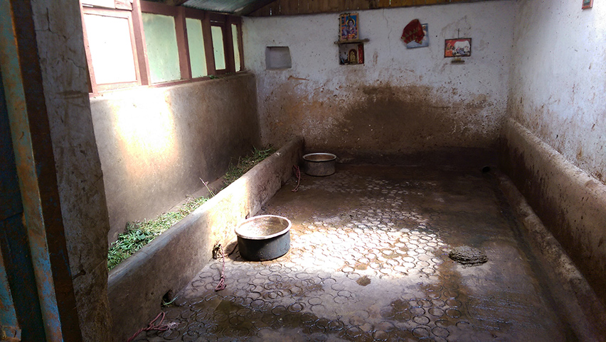 Karuna cow