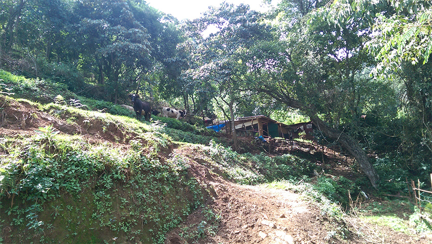 Karuna cow