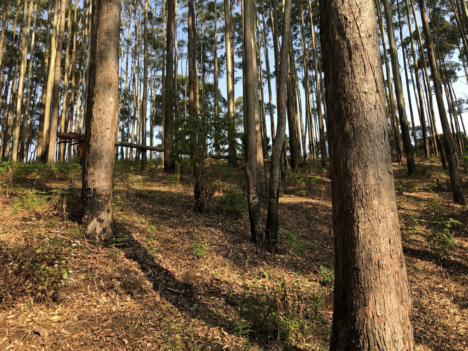 Eucalyptus forest path