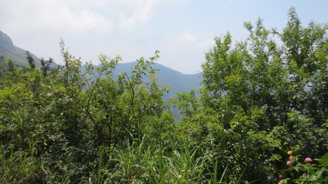 Surya cottage
